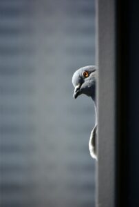 pigeon peeking around corner scared to walk on solar panels thanks to Orton & Wenlocks solar panel bird proofing