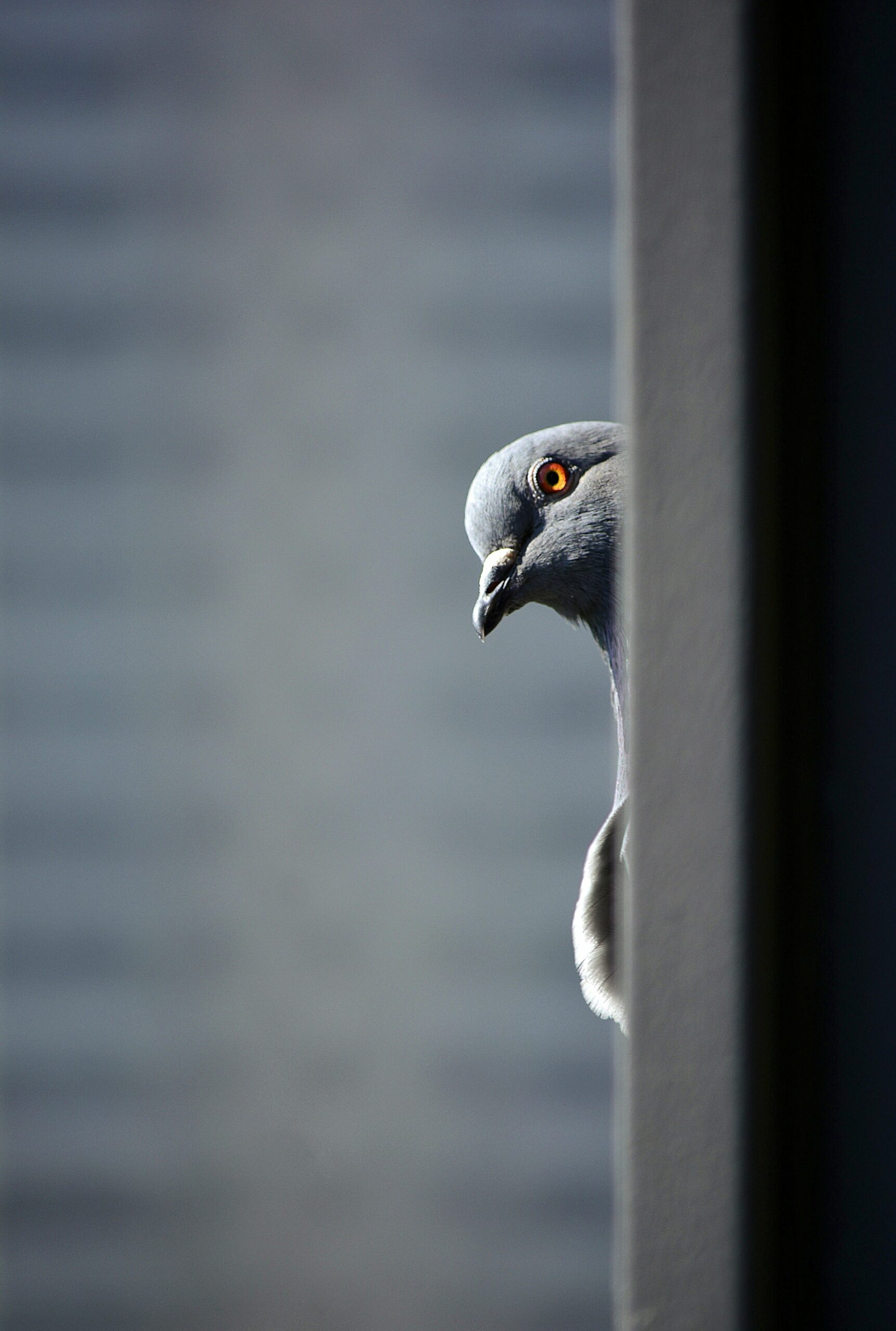 pigeon peeking around corner scared to walk on solar panels thanks to Orton & Wenlocks solar panel bird proofing